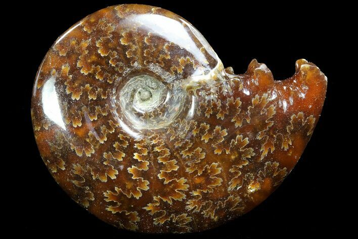 Polished, Agatized Ammonite (Cleoniceras) - Madagascar #73250